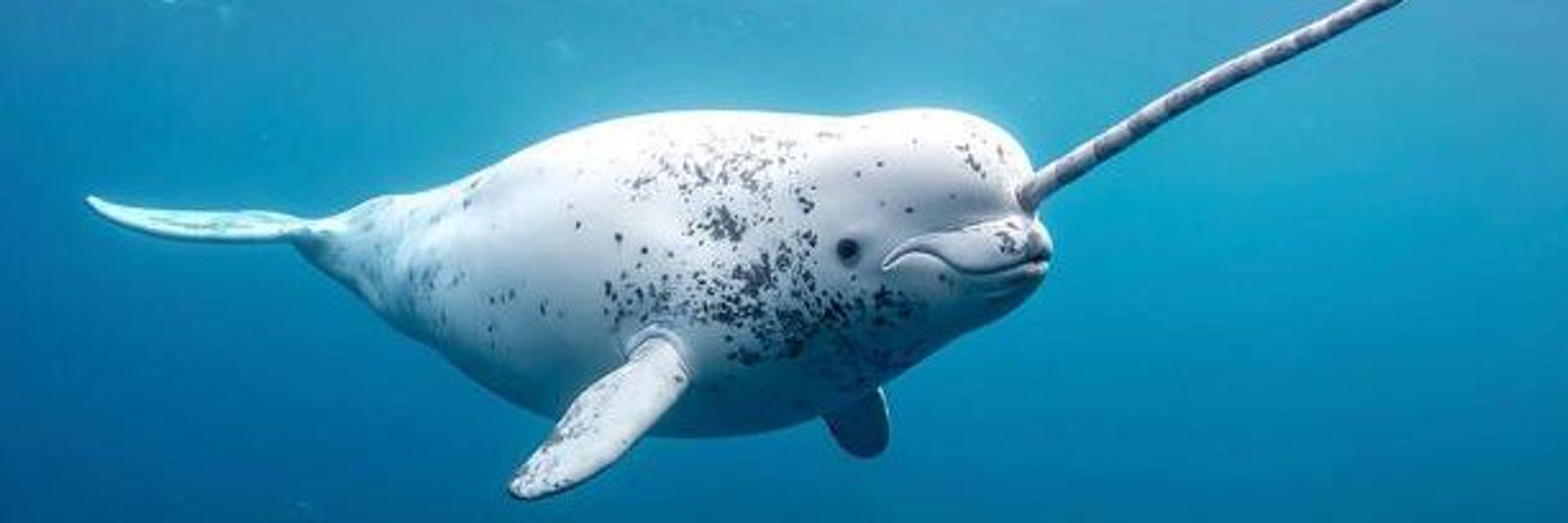 Narwhal swimming in deep ocean waters